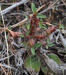 Euphorbia sp nova bronze PV2828 Mandritsara zapadne GPSEU2 Mad 2015_0969.jpg